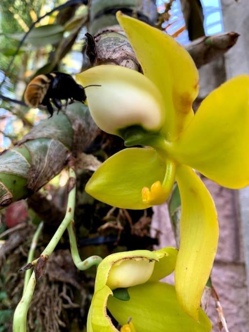 Tropical Bee Garden Holiday Houses Savegre Екстериор снимка